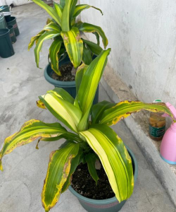 小众送妈妈的花有哪些花