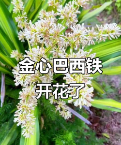 小众送妈妈的花有哪些花
