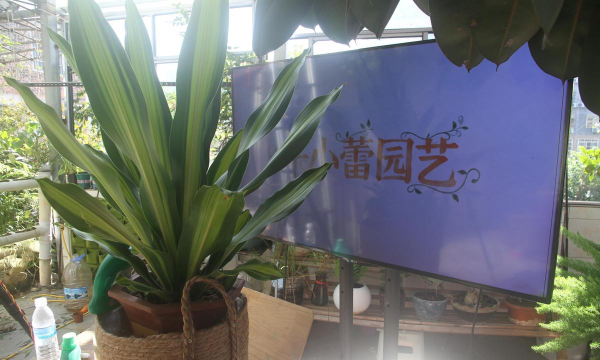 小众送妈妈的花有哪些花