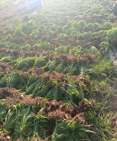 小众送妈妈的花有哪些花