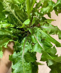 巨菊草可以喂兔吗