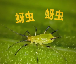 小众送妈妈的花有哪些花