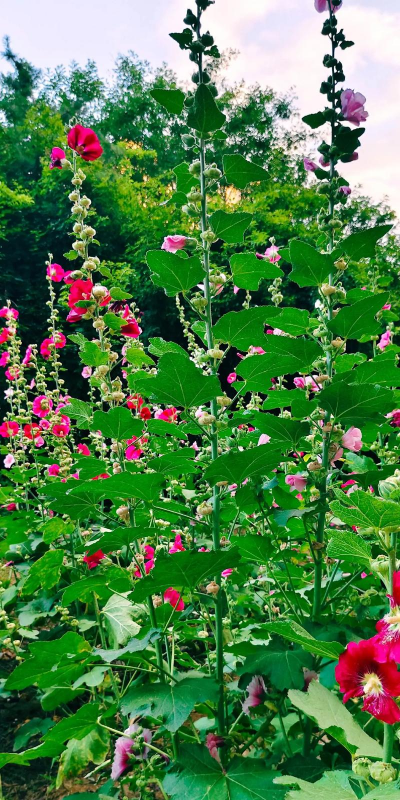 小众送妈妈的花有哪些花