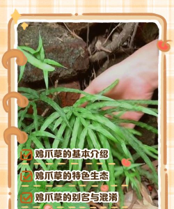 山鸡草有什么作用