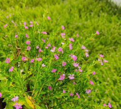 小众送妈妈的花有哪些花