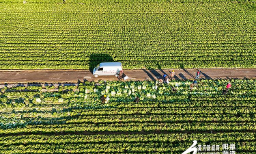 小众送妈妈的花有哪些花
