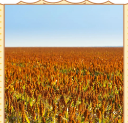 小众送妈妈的花有哪些花