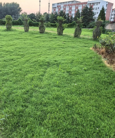 小众送妈妈的花有哪些花