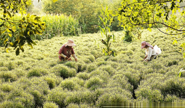 小众送妈妈的花有哪些花