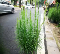 小众送妈妈的花有哪些花