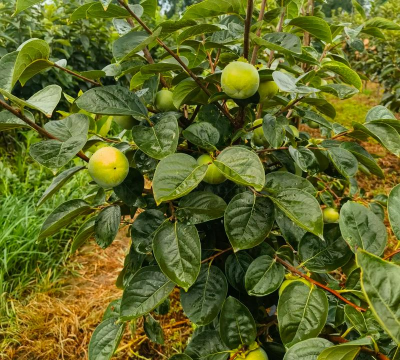 山西种植柿子的优势