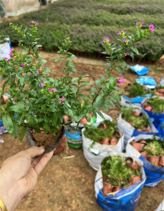 小众送妈妈的花有哪些花