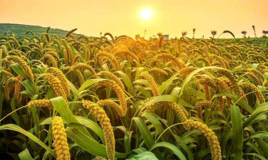 小众送妈妈的花有哪些花