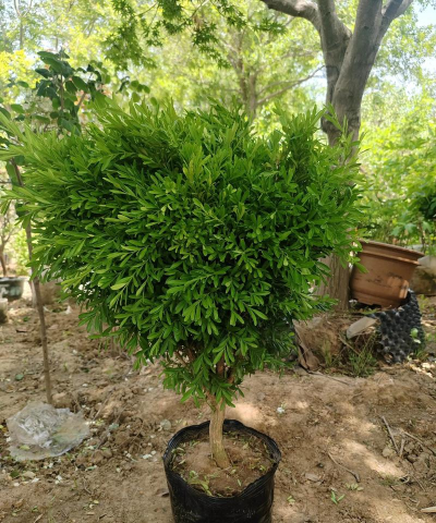 黄杨的品种有哪些