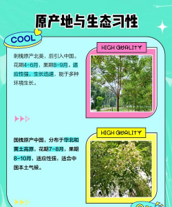 山槐和刺槐的区别 山槐和刺槐的区别