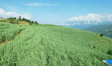 小众送妈妈的花有哪些花