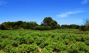 小众送妈妈的花有哪些花