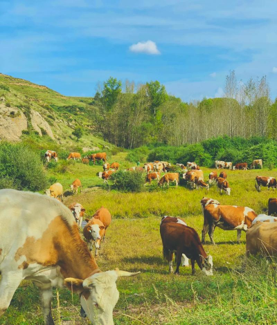 小众送妈妈的花有哪些花