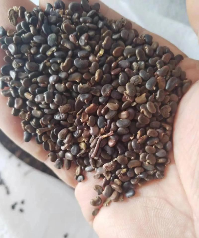 小众送妈妈的花有哪些花