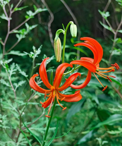 小众送妈妈的花有哪些花