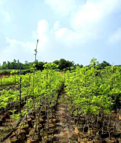 小众送妈妈的花有哪些花