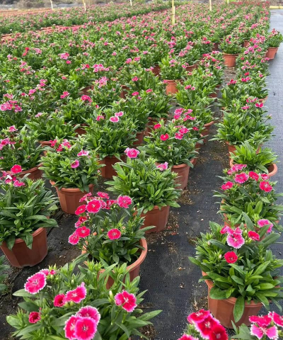 小众送妈妈的花有哪些花