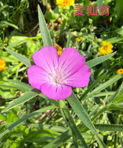 小众送妈妈的花有哪些花