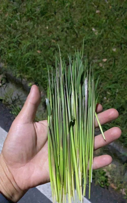 小众送妈妈的花有哪些花