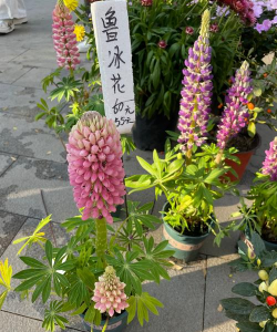 小众送妈妈的花有哪些花