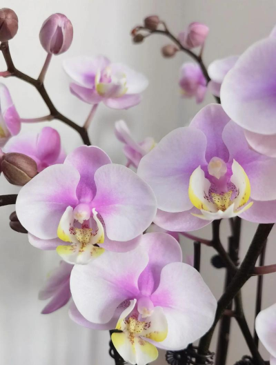 小众送妈妈的花有哪些花