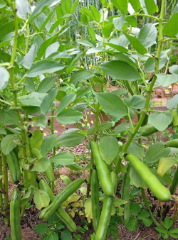 小众送妈妈的花有哪些花