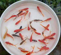 小众送妈妈的花有哪些花