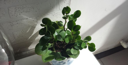 小众送妈妈的花有哪些花