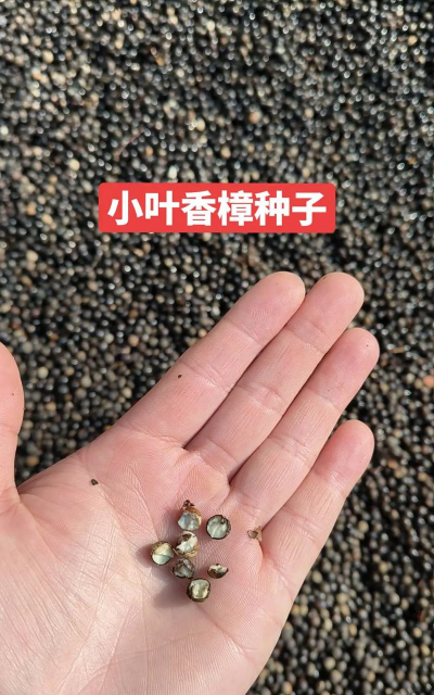 小叶香樟种子发芽