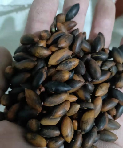 小叶楠木树种子