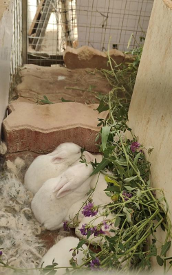 小众送妈妈的花有哪些花
