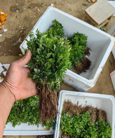 对节白蜡种子催芽