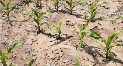 小众送妈妈的花有哪些花