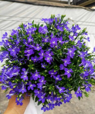 小众送妈妈的花有哪些花