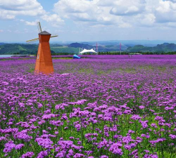 宿根马鞭草种植时间