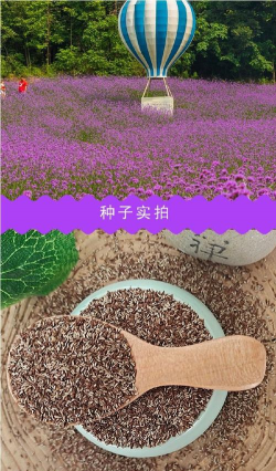 宿根柳叶马鞭草培育