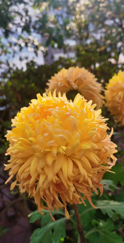 小众送妈妈的花有哪些花