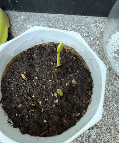 小众送妈妈的花有哪些花