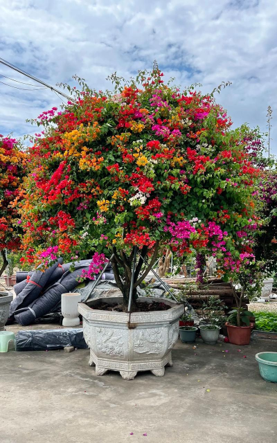 小众送妈妈的花有哪些花