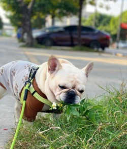 小众送妈妈的花有哪些花