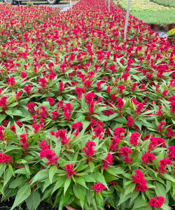 小众送妈妈的花有哪些花