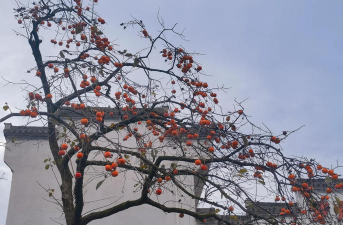 安徽适合种植什么柿子树