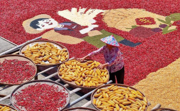 小众送妈妈的花有哪些花