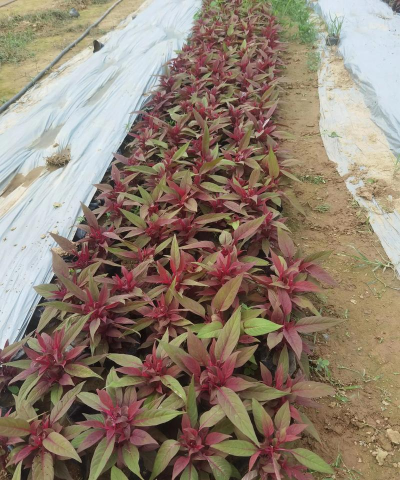 小众送妈妈的花有哪些花