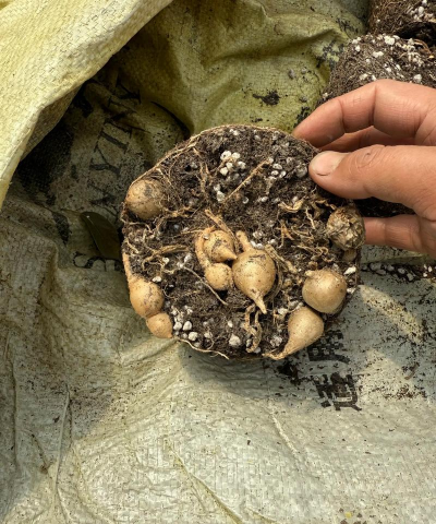 小众送妈妈的花有哪些花